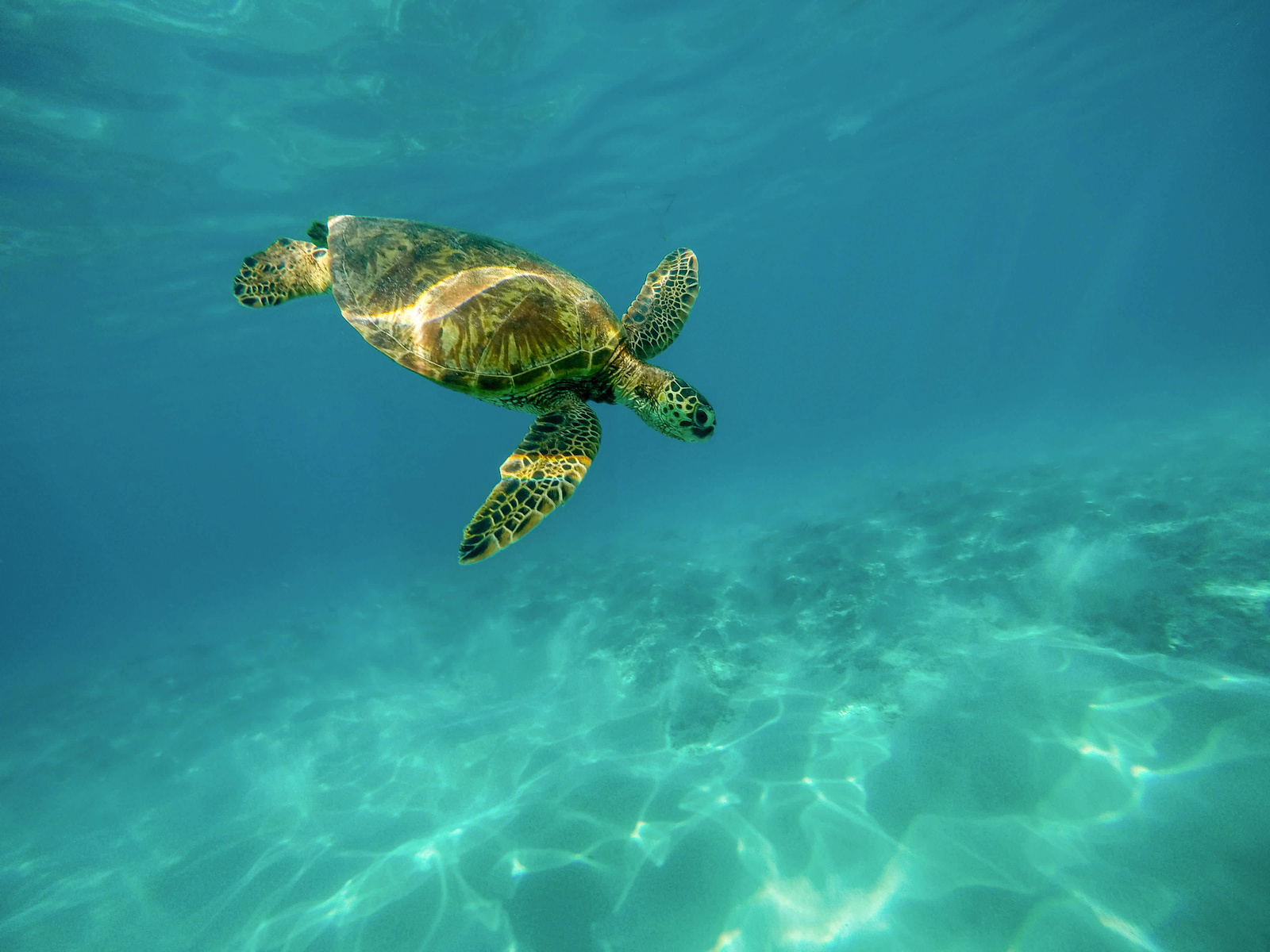 Sea Turtle Under Water